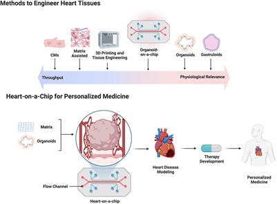 Biotechnological advances and applications of human pluripotent stem cell-derived heart models